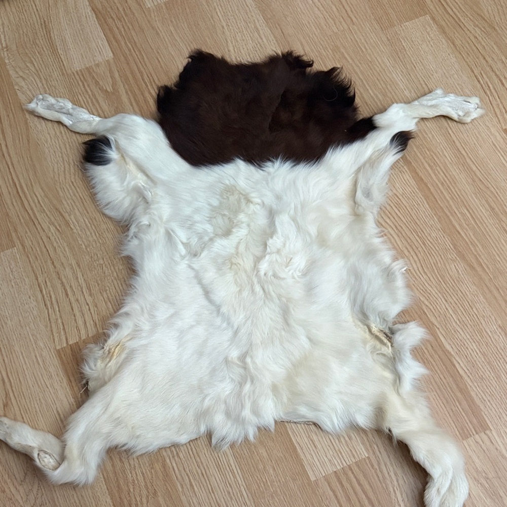 Little lamb skin pelt